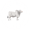 Brahman Experte Rinder Kühe Geschenk