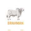 Brahman Rind Kühe Geschenke