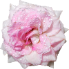 Aesthetic_Pink_Rose_Dew_Drop_Gift_For_Mom
