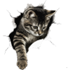 Amoureux des chats