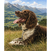 Kleiner Münsterländer