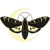Dark Moth Moon Symbol Streetwear Graphic