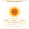 Chrysantème et Spirale de Fibonacci