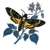 Sphinx Nighttime Botanical Skull