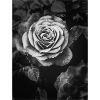 Black and white rose close-up