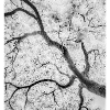 Monochrome Tree Branches Graphic