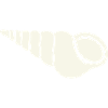 Coastal spiral shell sketch