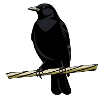 Urban Birdwatching Minimal Nature Design