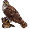 Falke mit Spatz