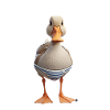 Canard nageur rayé