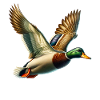 Stockente Mallard Duck