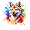 Australian Wild Dog Dingo
