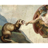 Frettchen Schlägt Gottes Hand Frettchen meme
