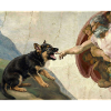 Dog God's Hand Shepherd Dog Meme