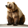 Ein srattlicher Braunbär