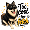 Too Cool Finnish Lapphund