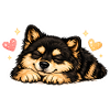 Cozy Finnish Lapphund