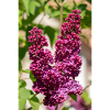 Blooming lilac in spring garden