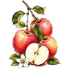 Water-coloured apple splendour
