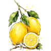 Fraîcheur aquarelle citron