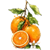 Fleur d’oranger aquarelle