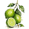 Aquarelle citron vert
