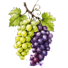 Grappe de raisins aquarelle vert violet
