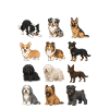 Herding Dog Breeds Cute Dogs