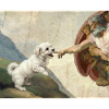Dog God Hand Maltese Dogs meme