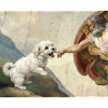 Dog God Hand Maltese Dogs meme