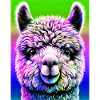 Alpaca