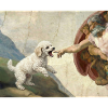 Mème Caniche Main, Chien Dieu