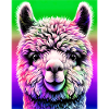 Alpaca