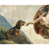 Dog God Hand Dachshund Dogs meme