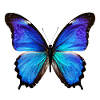 Azure Monarch Wingprint