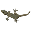 Gecko