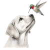 Labrador Hummingbird Pencil Dogs Motif