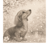 Dachshund Cherry Blossom Pencil Motif Retro
