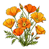 Kalifornischer Mohn