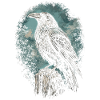 Raven Raven
