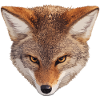 Fox portrait in warm tones