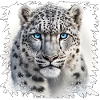 Snow leopard with blue eyes