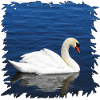 White swan on blue water