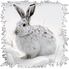 Winter bunny in the snow