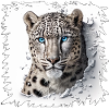 Snow Leopard Breakthrough Design