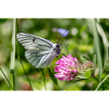 Tree White Butterfly on Blossom