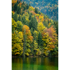 Herbstbäume am Eibsee in Bayern
