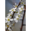 Delicate white cherry blossoms in spring