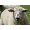 Close-up of a sheep