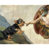 Dog God Hand Havanese Dogs meme